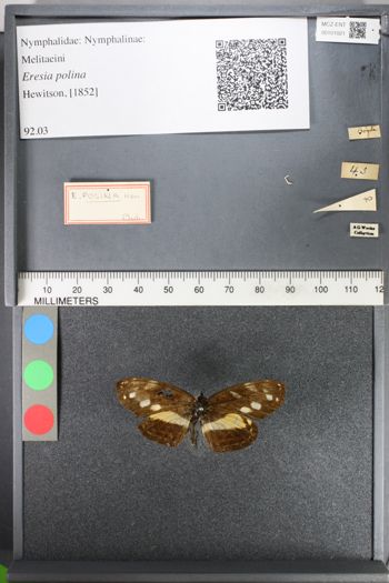 Media type: image;   Entomology 101021